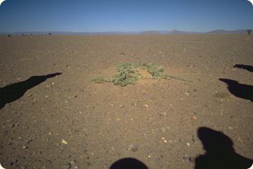 Natur beobachten in der W&uuml;ste