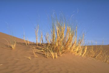 W&uuml;stengr&auml;ser