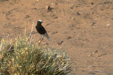 Sahara-Steinschma&auml;tzer