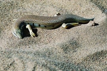 Skink